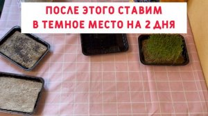 Микро - ЗЕЛЕНЬ на окне за 7 дней - подробная ИНСТРУКЦИЯ !