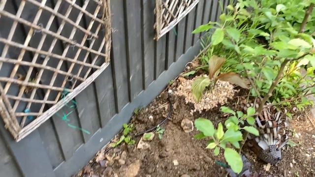 Adding New Plants Now Danger Of Frost Has Passed 🙏🎉😎 смотреть онлайн