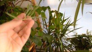 Зимний сад в загородном доме. Декабрь 2016 г. Мои цветы.