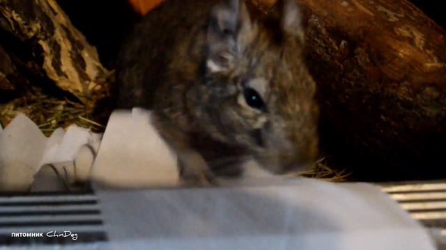 В связи с нынешним положение в стране с бумагой, дегу спонтанно решают эту проблему смотреть онлайн