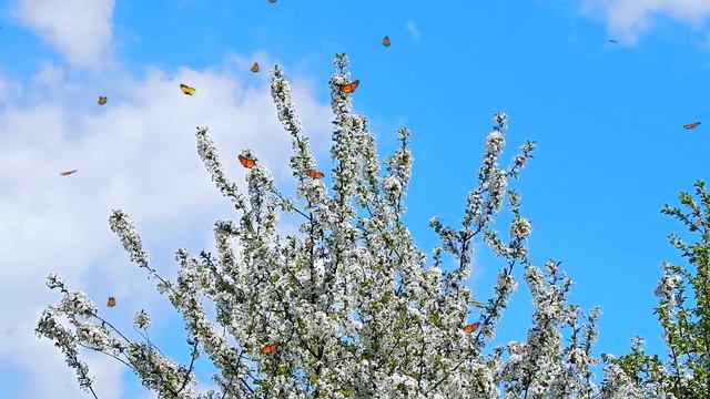 Видеофон!!! Цветущая вишня - футаж!!! смотреть онлайн