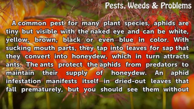 Insects & Pests on a Ficus смотреть онлайн