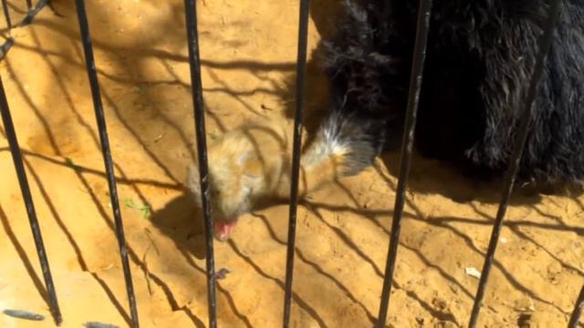 vatravel.ru Липецкий зоопарк смотреть онлайн