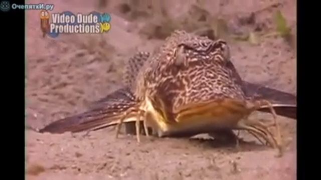 Чудо Юдо рыба смотреть онлайн