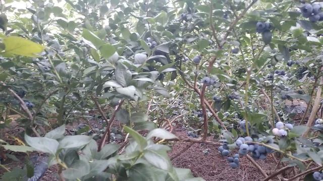 Голубика сорт Чандлер, 5 августа 2020 год
