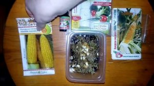 Замачиваем кукурузу Сахарный початок и Ранняя лакомка, с последующей посадкой в торфогоршки