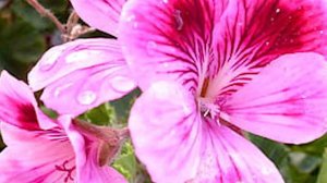 Scented Geranium | Fragrance flower for garden