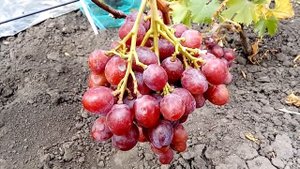 Виноград Исполин - 2018 год