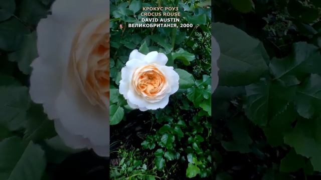 Троянда Крокус Роуз в моєму саду 10.06.22. Austin. Crocus Rose in my garden. #shorts,