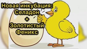 Новая инкубация: Селадон + Золотистый Феникс