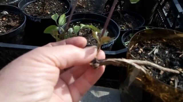 Клематис, весенняя посадка в горшках, мои наблюдения и выводы. смотреть онлайн