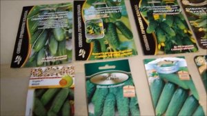 ГДЕ НАШЛА  СЕМЕНА ОГУРЦОВ ЛЮТОЯР