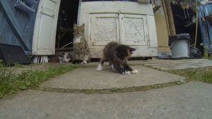 Котята играют перед камерой GoPro