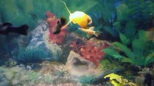 сом и улитка