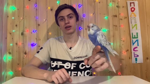 Первые дни волнистого попугая дома. Как и в чем везти попугая?