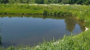 Запускаем раков. Пруд в деревне своими руками...Часть 14