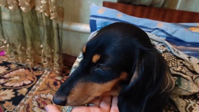 Проблема с ушками и лечим . смотреть онлайн