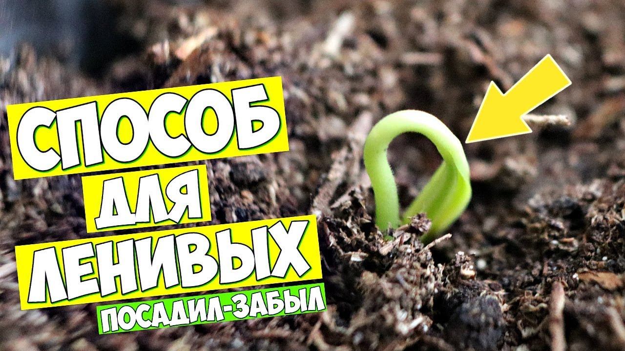 Новички садоводы сажайте перец только так! Как посадить перец в торфяные горшочки?