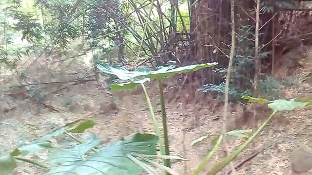 Alocasia, Giant Elephant Ear, (Badiang)