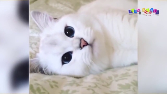 Приколы с котами! Ржачные ситуации с котами и кошками.#2 смотреть онлайн