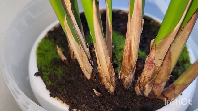 Жабье моё. Болотные растения. 16.06.2023. смотреть онлайн