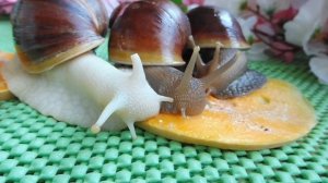 #УЛИТКААХАТИНА СТРЕСС У УЛИТОК - КАК ОН ВЛИЯЕТ НА ИХ РОСТ #КУПЛЮУЛИТОКАХАТИНПРОДАМ#МАРИМИСТИК