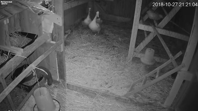 Что вы не знали про ласку, куницу и хорька, как они воруют кур в курятнике смотреть онлайн