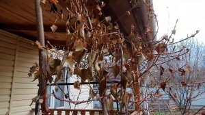 Стыдно, так не закрывала сезон никогда. Любимая ДАЧА, прости! Милый ДОМ, здравствуй!