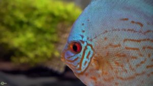 Всё о дискусах в аквариуме, ну почти всё!