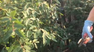 Жимолость:обработка после плодоношенья и сорта!