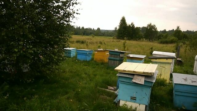 Пасека перед дождем. Майский сотовый мед в еврорамке. Очерк с летней пасеки.