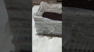 Эводия Даниэля! Стратификация и посев семян! 14.01.2022год.