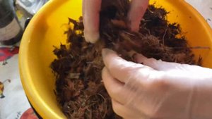 Кокосовый субстрат VS кокосовое волокно в брикетах для выращивания рассады