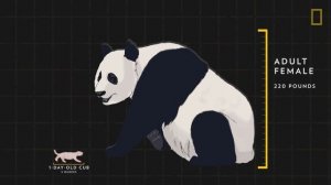 Giant Pandas 101 | Nat Geo Wild