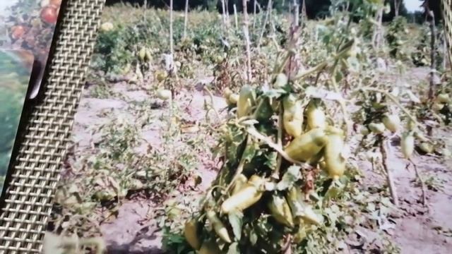 Кто со мной тот похудеет,? лень нас испугается??Моя фазенда?Похудела в 56 лет (-44)? смотреть онлайн