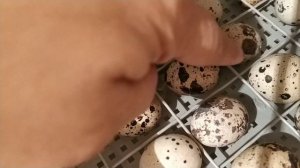Инкубатор несушка . Инкубируем перепелок ) перепелиные яйцо.🐣