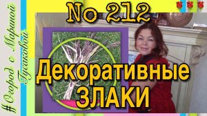 Злаковые декоративные ПРОСО и СОРГО. Мой опыт выращивания