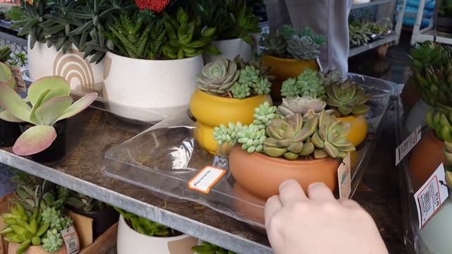 Big Box Shop Plant Shop with me! I went to 3 locations! New leafjoy Collection смотреть онлайн