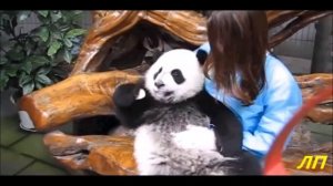 СМЕШНЫЕ И ПРИКОЛЬНЫЕ ПАНДЫ И МИШКИ /НОВИНКА 2017