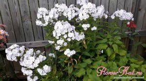 Флокс Ганс Вольмеллер / Hans Volmoller