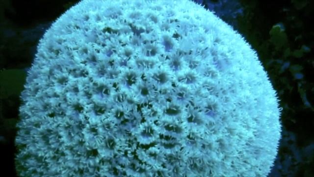 Ночная съемка под ультрафиолетовым освещением смотреть онлайн