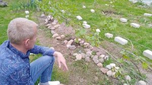 Винограда урожай будет отличный. Нормировка кустов винограда зелёными побегами .