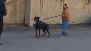 European Doberman