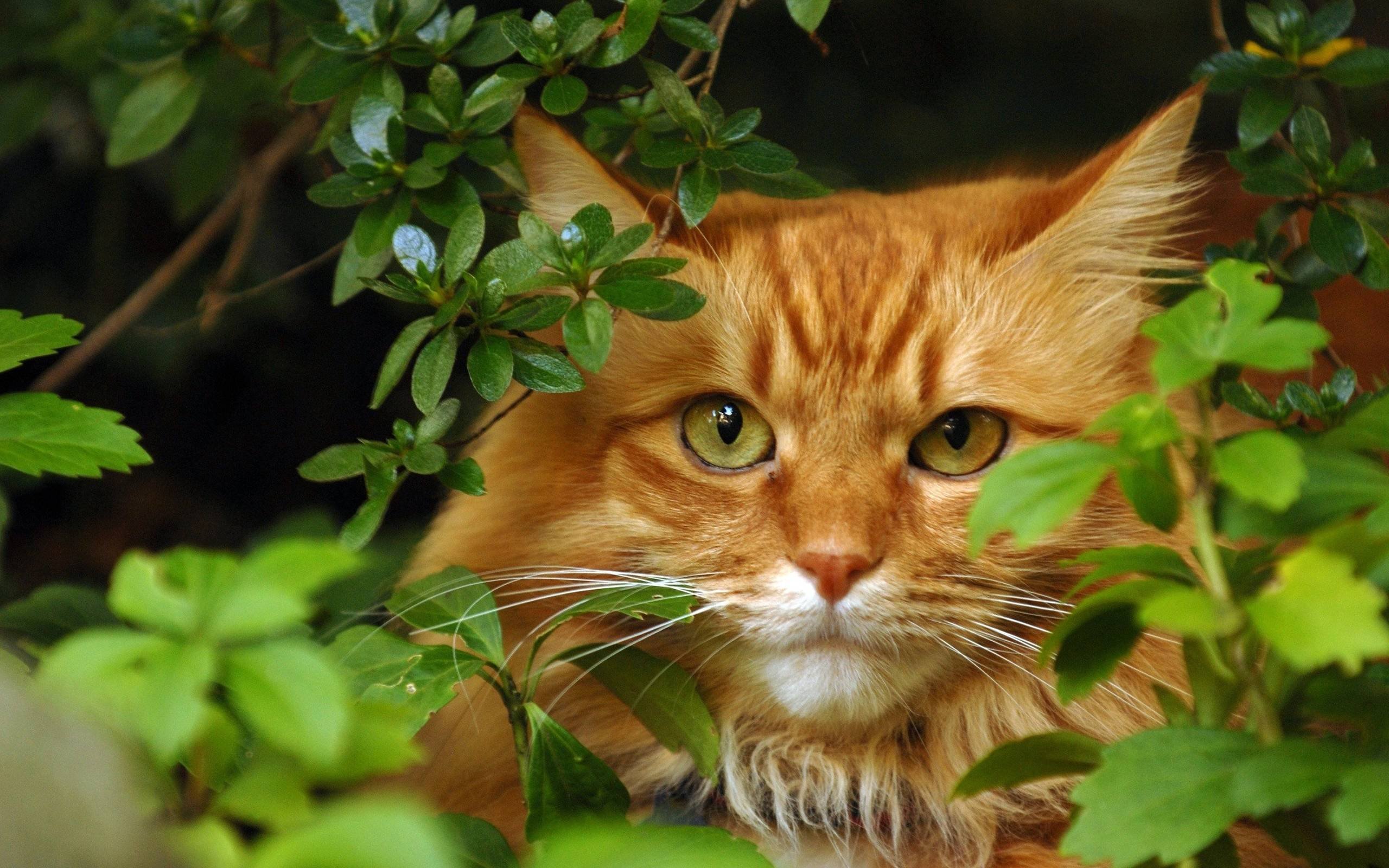 рыжие кошки фото красивые