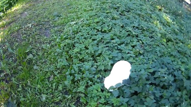 2023 0809 091504 021 так растут гигантские ГОЛОВАЧИ