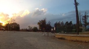 Feral Cat Colony (at least 50-60) @ Hala Sultan Tekke, Larnaca Salt Lake, Cyprus