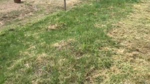 Косим траву вдоль сетки без зацепов.