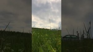 Повышаю цены на березовые веники, Доставка березовых веников на дом, Заготовка березовых веников