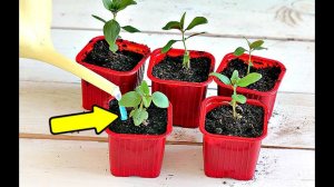 Эта подкормка просто бомба для рассады цветов! Как и чем удобрять рассаду цветов?