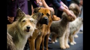 Как записаться на выставку собак?